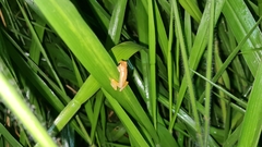 Dendropsophus sanborni