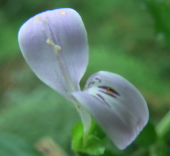 Hypoestes triflora