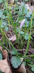 Crocus reticulatus