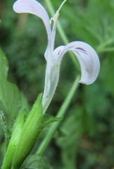 Hypoestes triflora