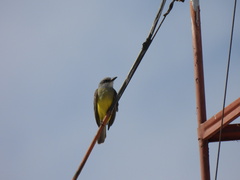 Tyrannus melancholicus