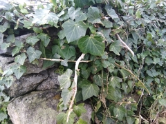 Hedera azorica
