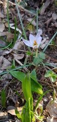 Crocus reticulatus