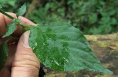Hypoestes triflora
