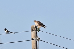 Buteo japonicus