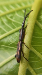 Brentidae