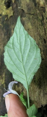 Hypoestes triflora