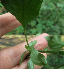 Hypoestes triflora