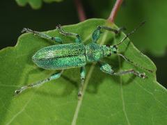 Phyllobius arborator