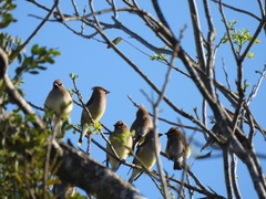 Bombycilla cedrorum