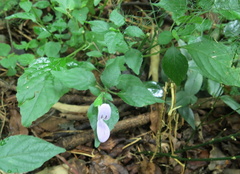 Hypoestes triflora