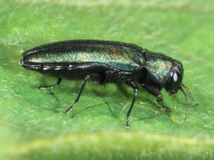 Agrilus cyanescens