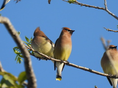 Bombycilla cedrorum