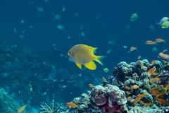 Amblyglyphidodon aureus