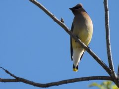 Bombycilla cedrorum