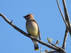 Bombycilla cedrorum