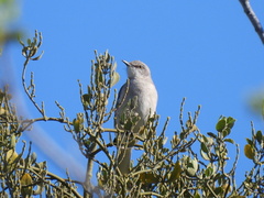 Mimus polyglottos