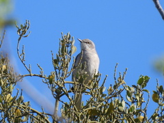 Mimus polyglottos
