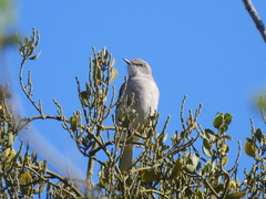 Mimus polyglottos