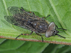 Haematopota pluvialis