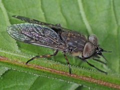 Haematopota pluvialis