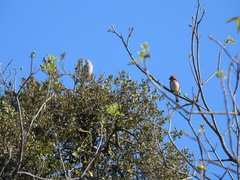 Mimus polyglottos
