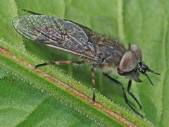 Haematopota pluvialis