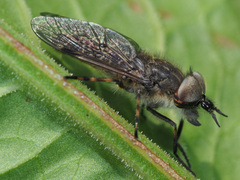 Haematopota pluvialis