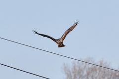 Buteo japonicus