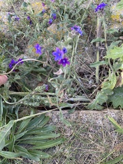 Anchusa officinalis