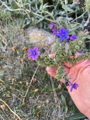 Anchusa officinalis