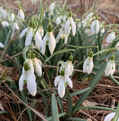 Galanthus nivalis