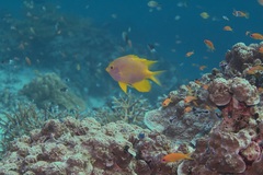 Amblyglyphidodon aureus