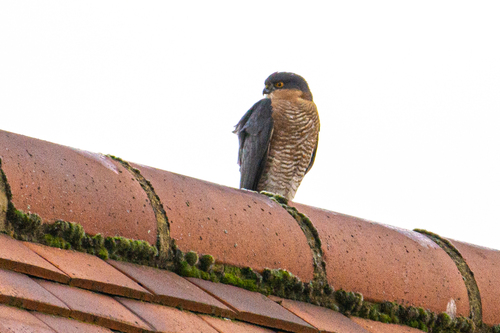 Gavilán común (Accipiter nisus)