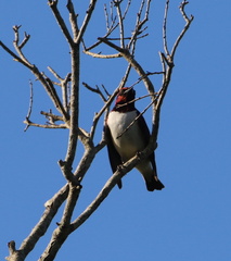 Cinnyricinclus leucogaster