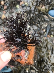Chondrus crispus