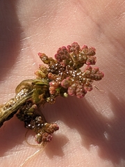 Azolla caroliniana