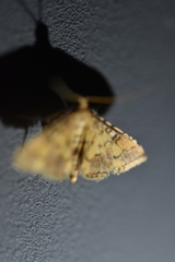 Lamprosema