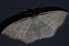 Scopula