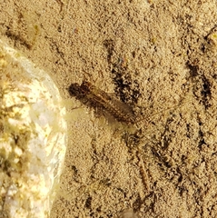 Leptophlebia