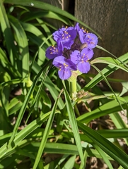 Tradescantia gigantea