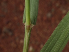 Bromus diandrus