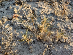 Limonium suffruticosum