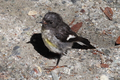 Petroica macrocephala macrocephala