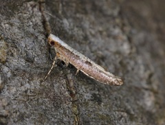 Argyresthia