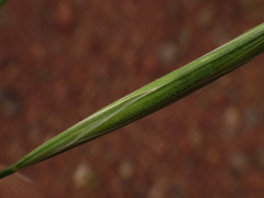 Bromus diandrus