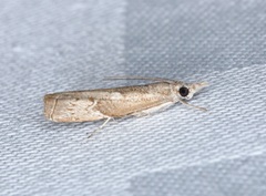 Culladia hastiferalis