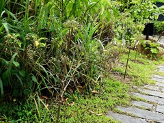Tarenna fragrans