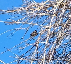 Pycnonotus xanthopygos