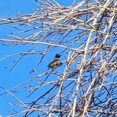 Pycnonotus xanthopygos